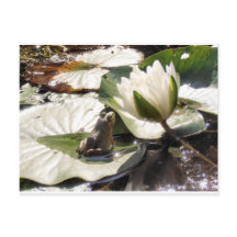 Grenouille enchantée