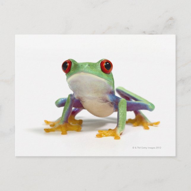Carte Postale Grenouille femelle 2 (Devant)