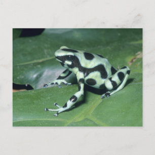 Carte Postale Grenouille flèche empoisonnée, (Dendrobates auratu