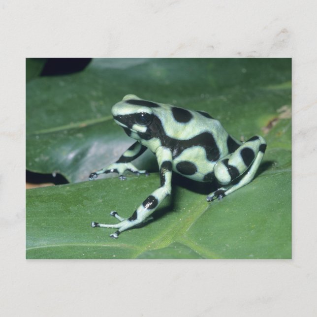 Carte Postale Grenouille flèche empoisonnée, (Dendrobates auratu (Devant)