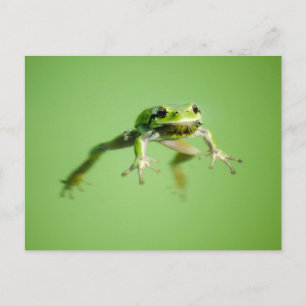 Carte Postale Grenouille flottante dans une eau transparente et 