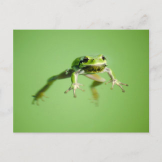 Carte Postale Grenouille flottante dans une eau transparente et 