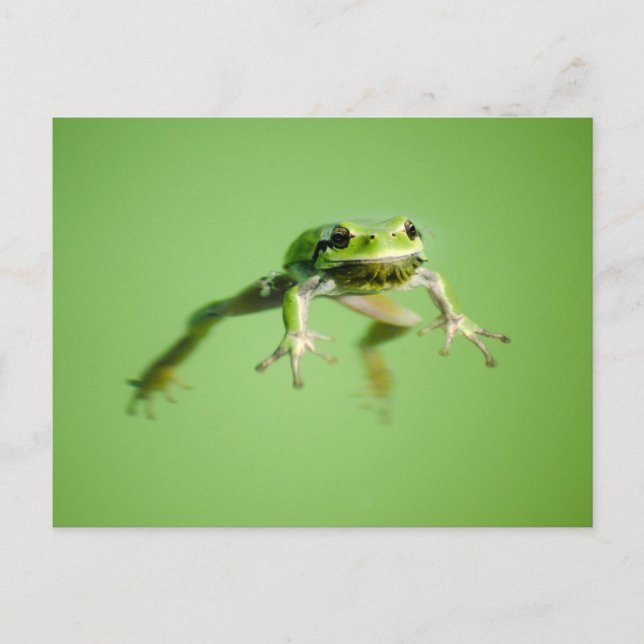 Carte Postale Grenouille flottante dans une eau transparente et  (Devant)