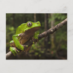 Carte Postale grenouille géante à feuilles (Phyllomedusa bicolor