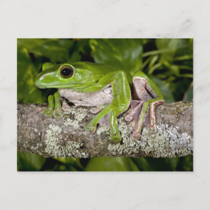 Carte Postale Grenouille géante glissante, Polypedates dennysi s