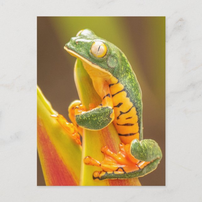 Carte Postale Grenouille | Grenouille de singe de Tiger Leg (Devant)