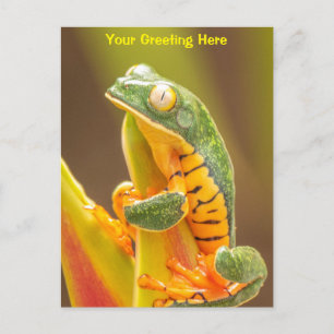 Carte Postale Grenouille Grenouille de singe de Tiger Leg Pers