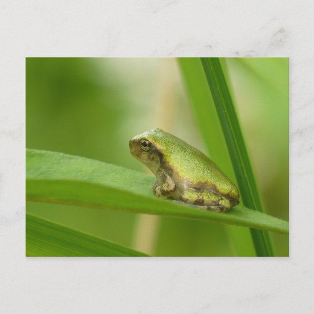Carte postale Grenouille Gris Arbre. (Devant)