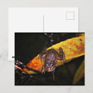 Carte Postale Grenouille ibérique sur une feuille