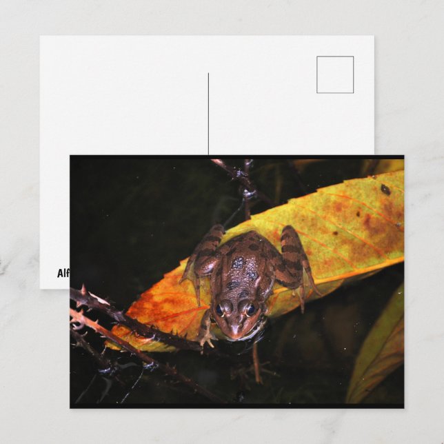 Carte Postale Grenouille ibérique sur une feuille (Devant / Derrière)