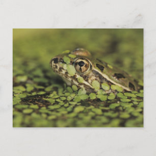 Carte Postale Grenouille léopard du Rio Grande, Rana berlandieri