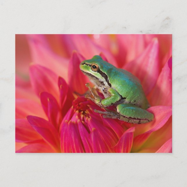 Carte Postale Grenouille léopard sur des fleurs dans notre jardi (Devant)