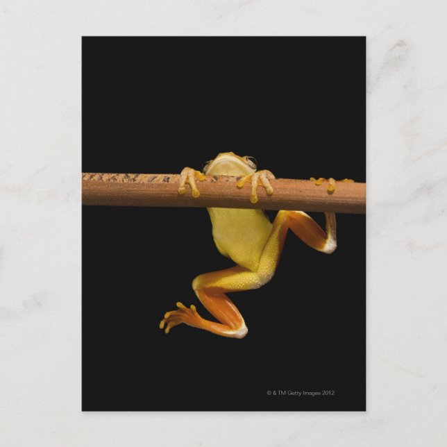 Carte Postale Grenouille marécageuse (Limnonectes Leytensis) (Devant)
