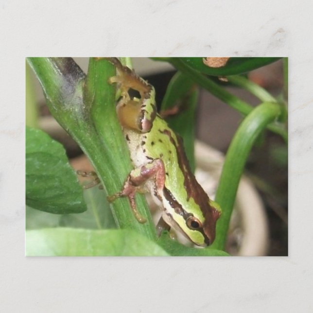 Carte Postale Grenouille mouchetée dans le Plante poivre (Devant)