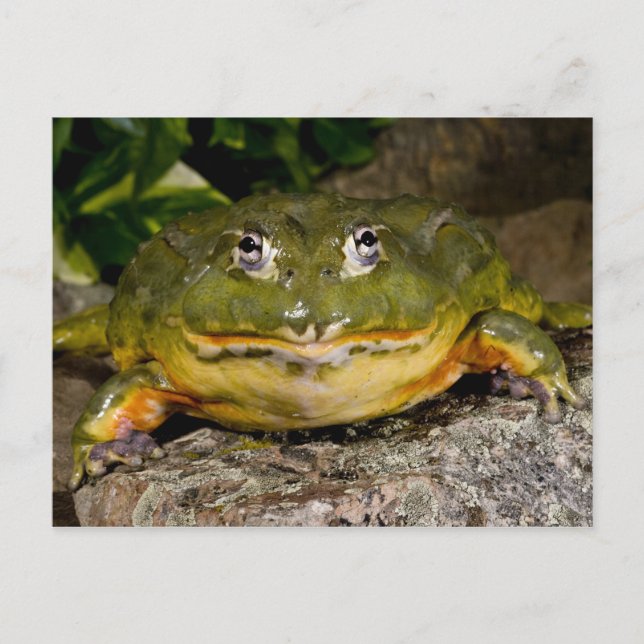 Carte Postale Grenouille mugissante creusante africaine, (Devant)