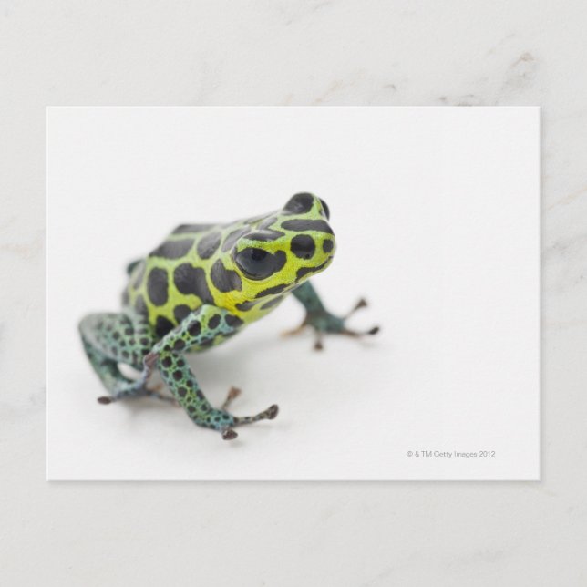 Carte Postale Grenouille noire Poison vert tacheté (Devant)