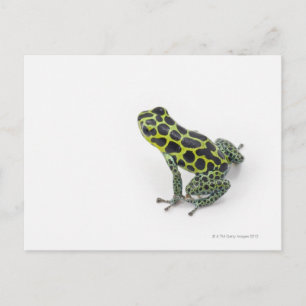 Carte Postale Grenouille noire Poison vert tacheté
