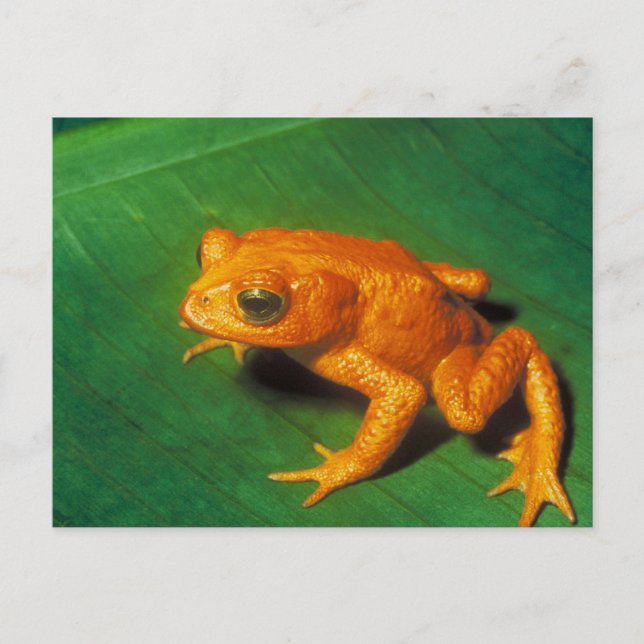 Carte Postale Grenouille orange (Devant)
