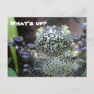 Carte Postale Grenouille Sticky Je Dis Bonjour