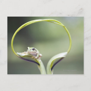 Carte Postale Grenouille sur tige plante, Biei, Hokkaido, Japon