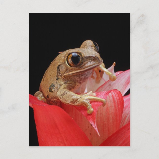 Carte Postale Grenouille sur une fleur rouge (Devant)