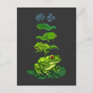 Carte Postale Grenouille Tadpole Biologie Métamorphose Cycle de