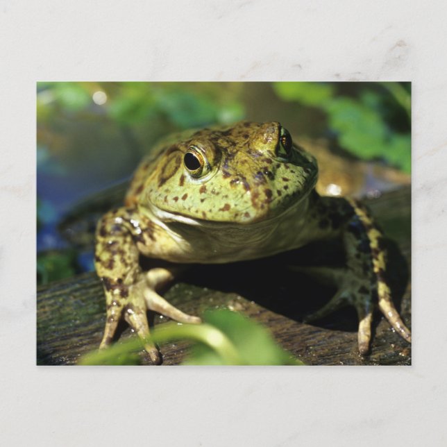 Carte Postale Grenouille taureau. (Devant)