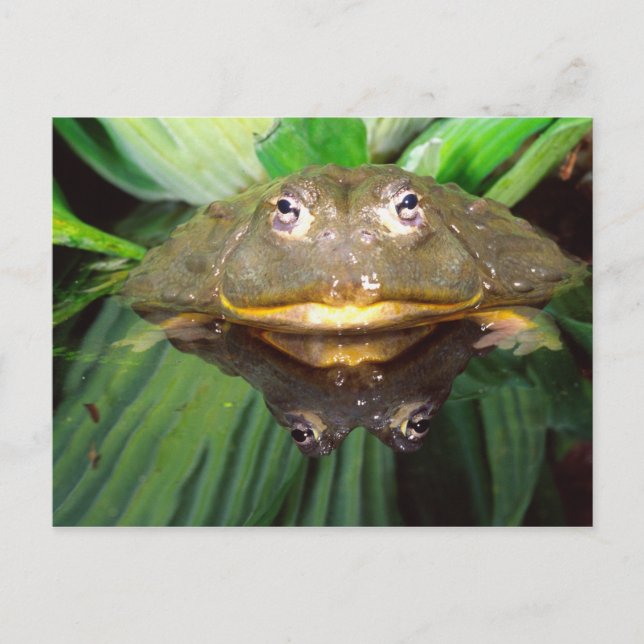 Carte Postale Grenouille-taureau africaine, Pyxicephalus 2 (Devant)