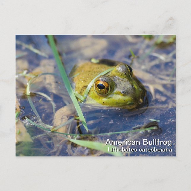 Carte Postale Grenouille-taureau américaine (Devant)