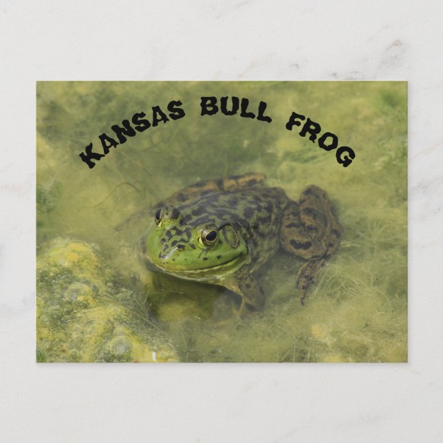 carte postale grenouille taureau Kansas gros plan (Devant)