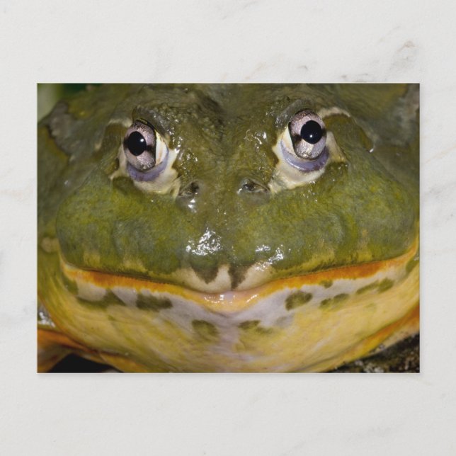 Carte Postale Grenouille-taureau, Pyxicephalus (Devant)