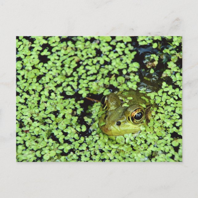 Carte Postale Grenouille taureau (Pyxicephalus adspersus) dans l (Devant)