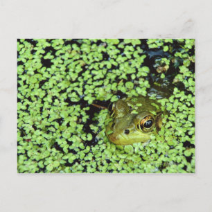 Carte Postale Grenouille taureau (Pyxicephalus adspersus) dans l