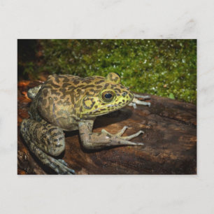 Carte Postale Grenouille taureau, Rana catesbeiana