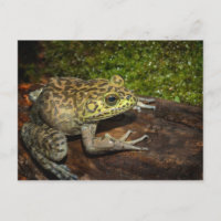 Grenouille taureau, Rana catesbeiana