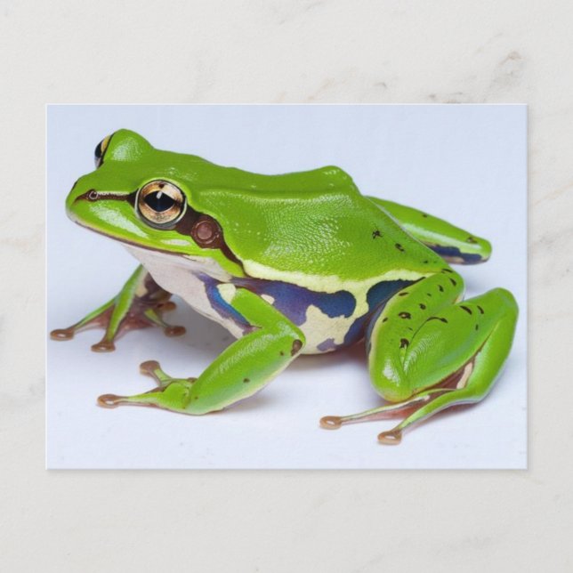 Carte postale Grenouille verte (Devant)