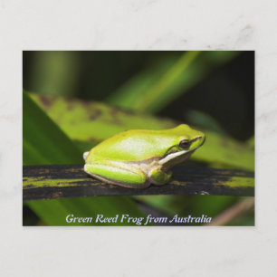 Carte Postale Grenouille verte