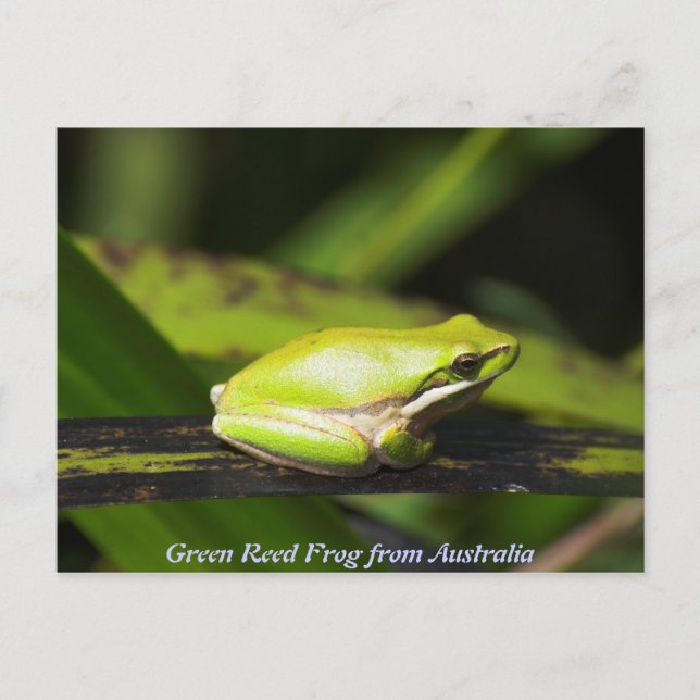 Carte Postale Grenouille verte (Devant)