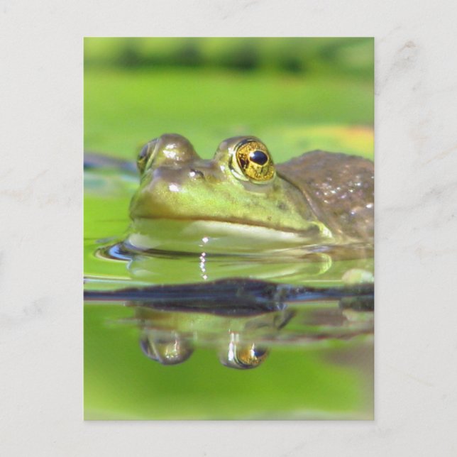 Carte postale Grenouille verte (Devant)