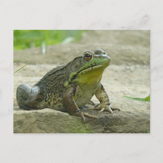Carte Postale Grenouille verte. (Devant)