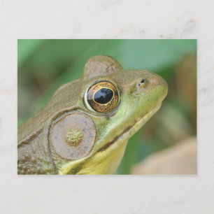 Carte postale Grenouille verte.
