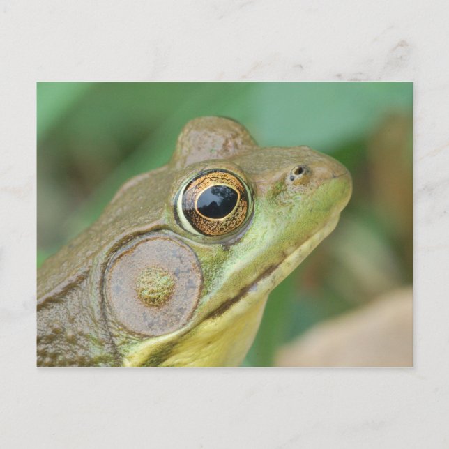 Carte postale Grenouille verte. (Devant)