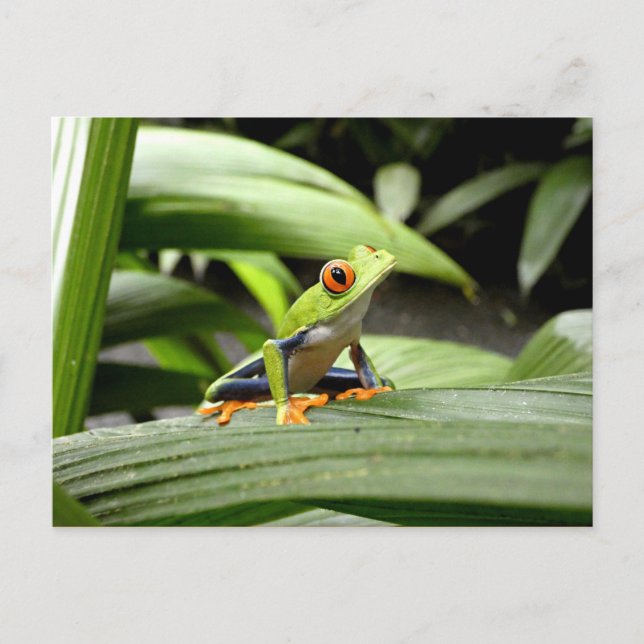 Carte Postale Grenouille verte (Devant)