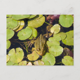 Carte Postale Grenouille verte