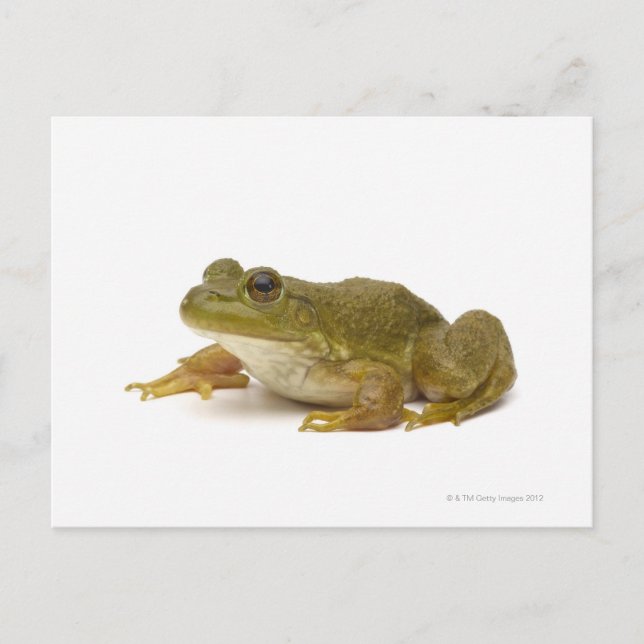 Carte Postale Grenouille verte commune (Devant)