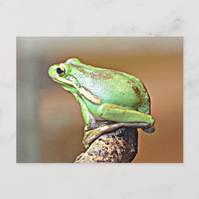 Carte Postale Grenouille verte de Louisiane (Devant)
