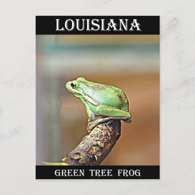 Carte Postale Grenouille verte de Louisiane (Devant)