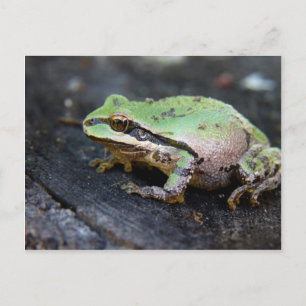 Carte Postale Grenouille verte sur une souche d'arbre