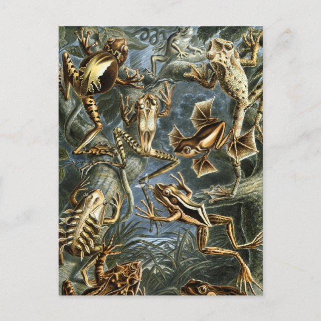 Carte Postale Grenouilles (Devant)