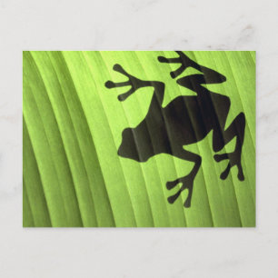 Carte Postale Grenouilles